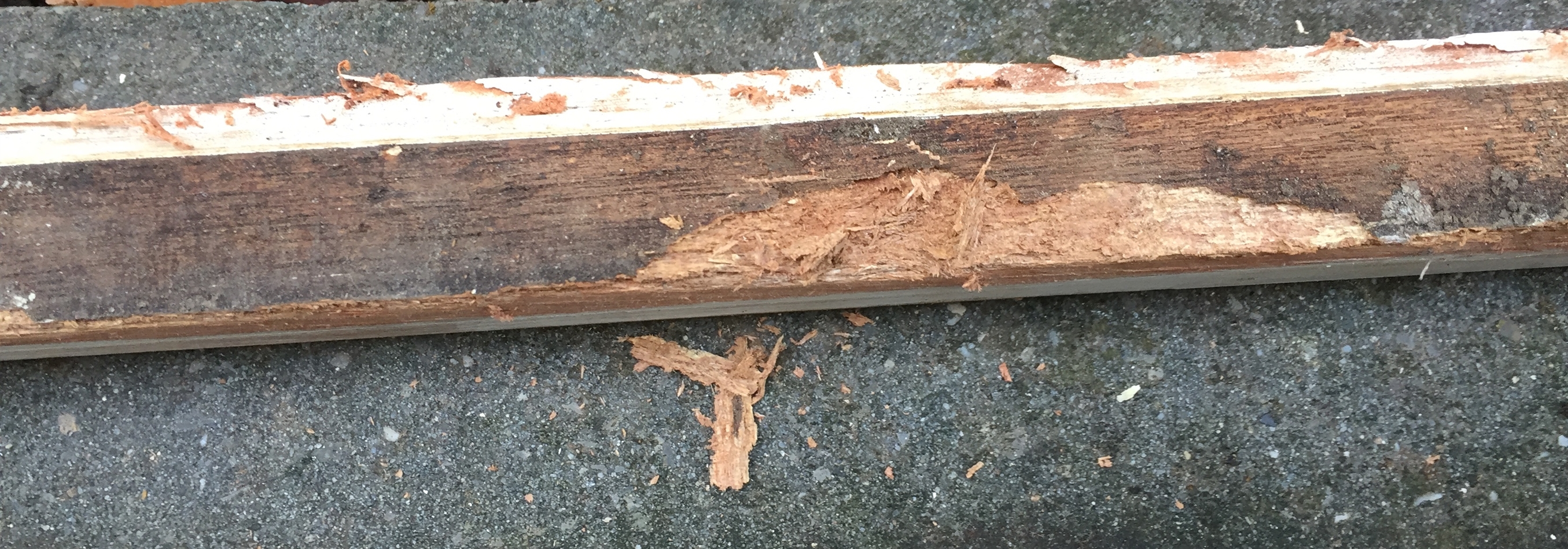 Onderzijde van het verwijderde deel.