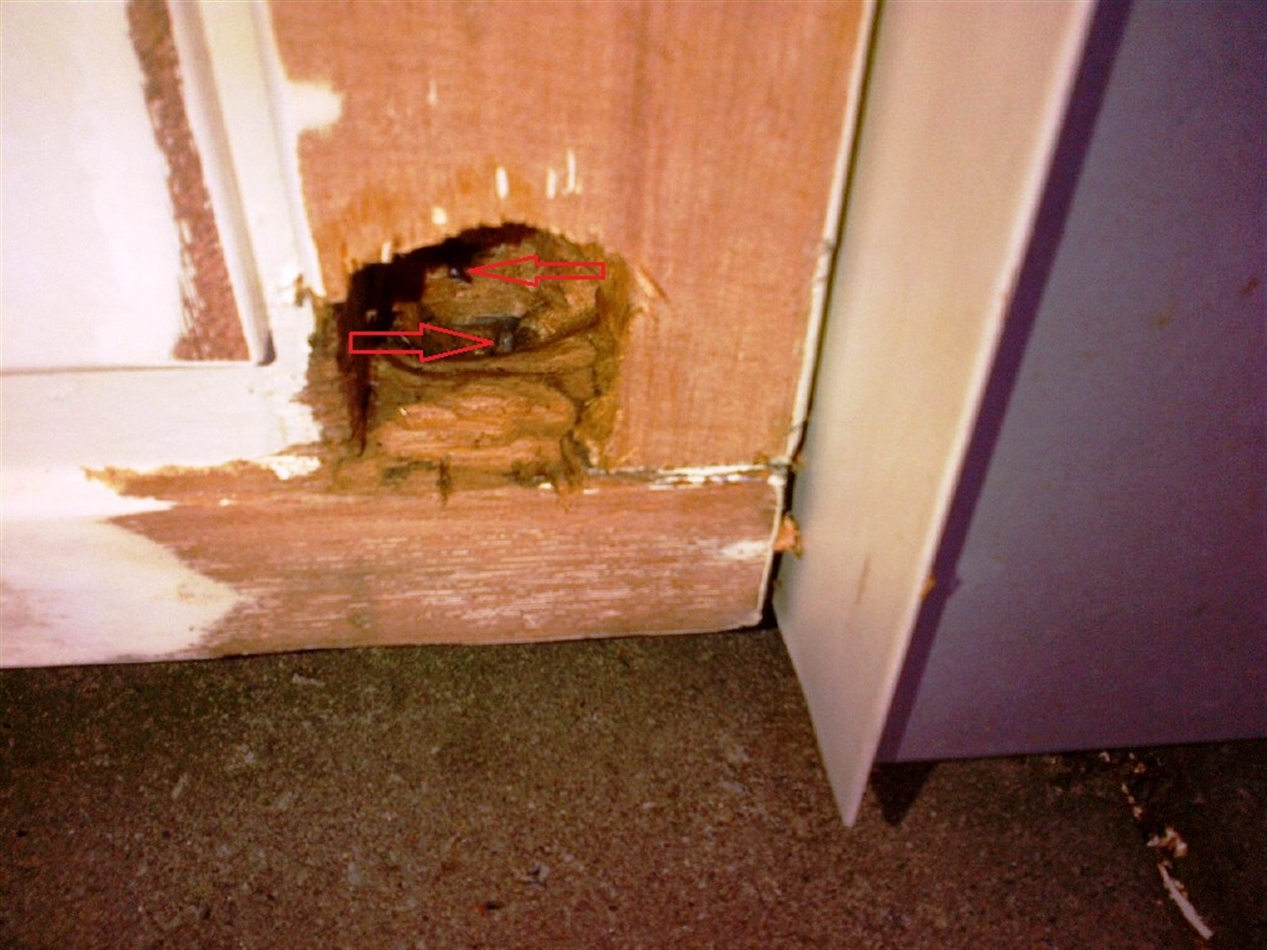 Roestige spijkers, hier aangeduid met de rode pijlen.